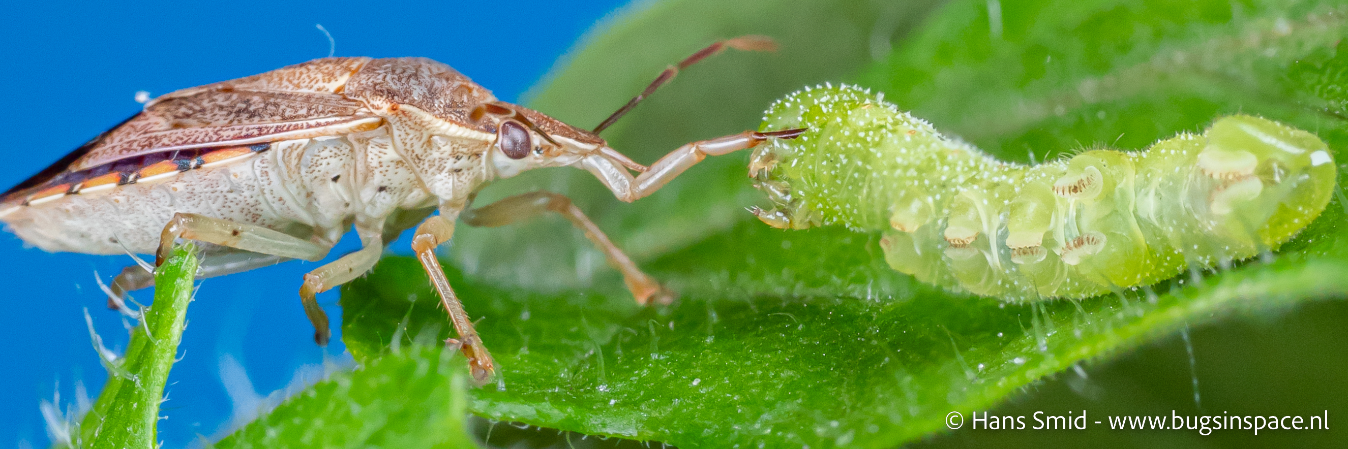 Manduca_sexta_and_podisus_maculiventris.jpg